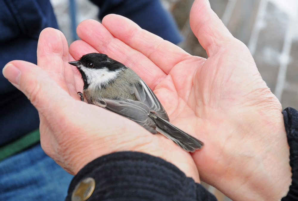 Close-up of hands holding a black-capped chickadee in preparation for banding.