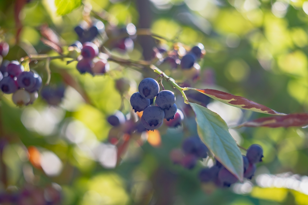 Close-up of wild blueberries hanging from a branch.