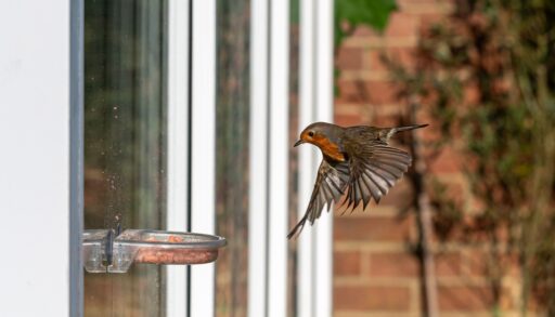 Robin flying towards a bird feeder near a window.