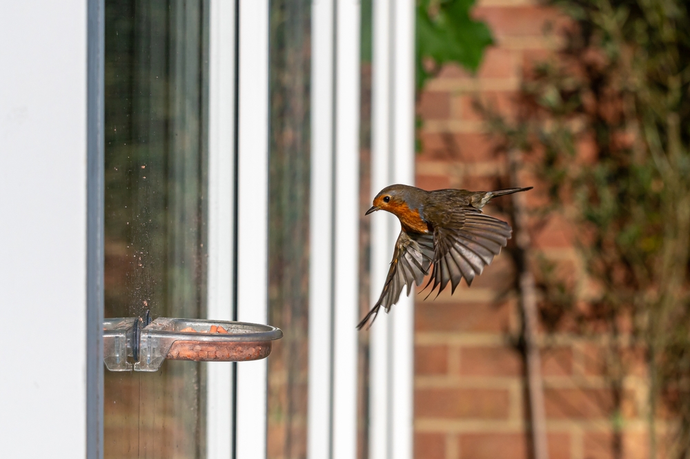 Robin flying towards a bird feeder near a window.