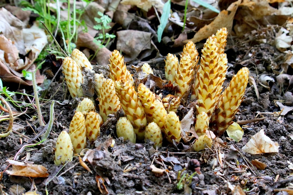Yellow cancer root growing from the forest floor.