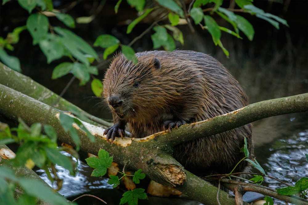 Beaver in the forest chewing a tree branch.