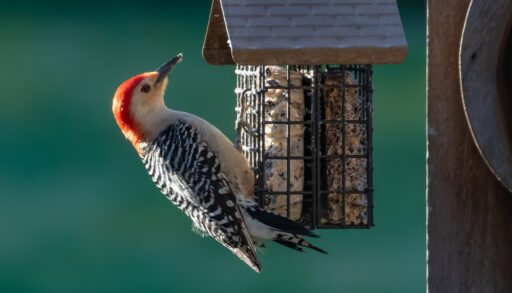 Woodpecker feeding from a bird feeder.