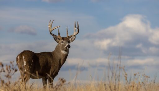 Male whitetail deer in a field.