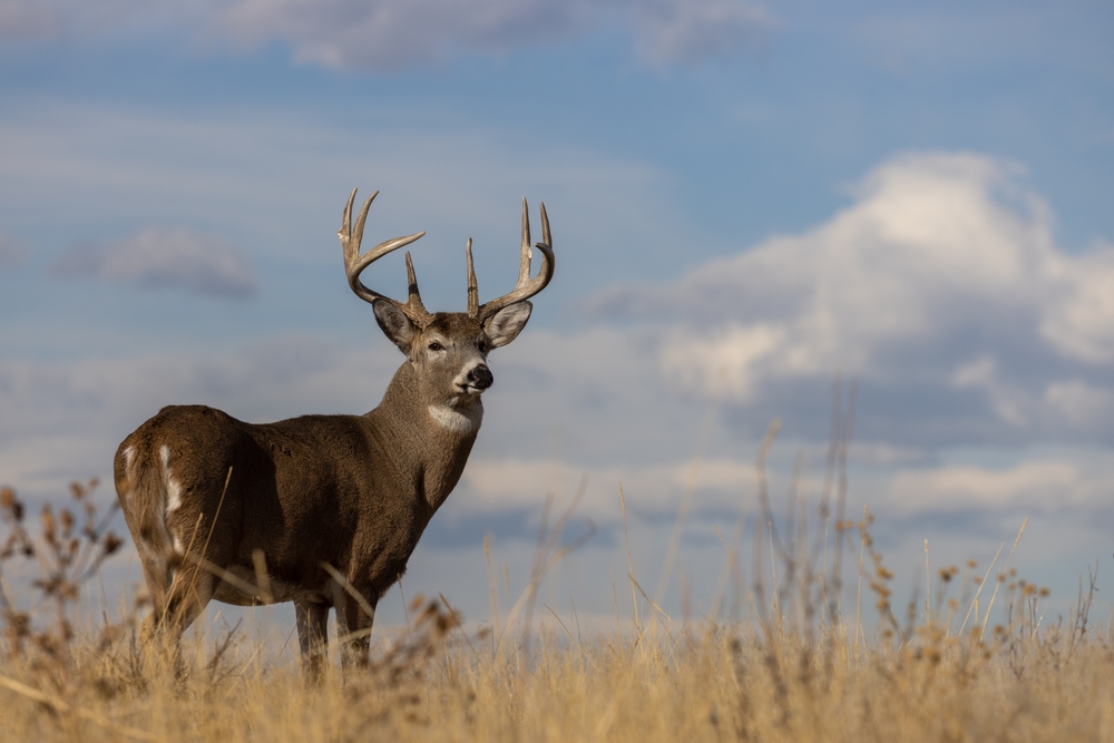 Male whitetail deer in a field.