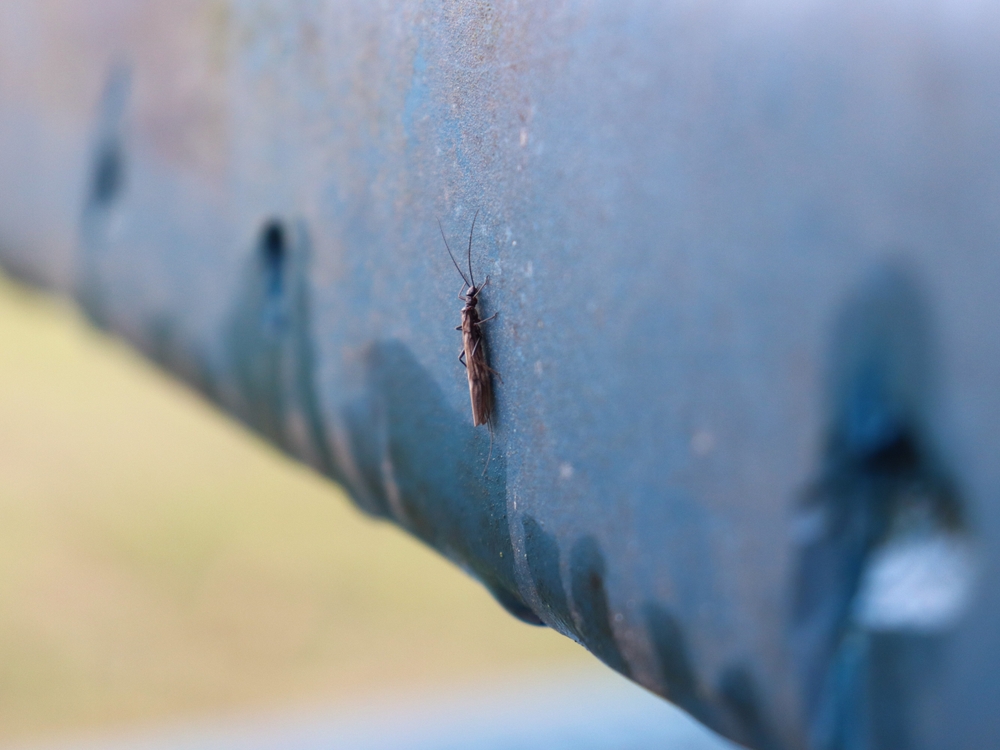 Small winter stonefly on a picnic table.