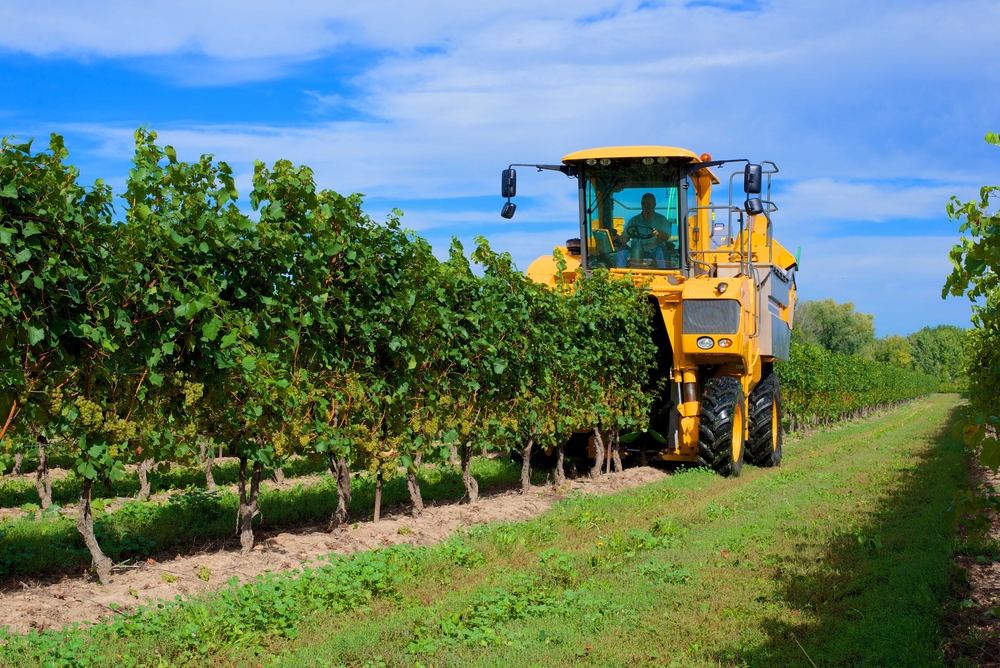 A machine harvesting grapes in a vineyard, Niagara on the Lake, Canada