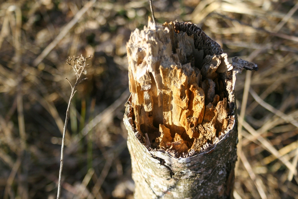 Close-up of a broken tree stump.