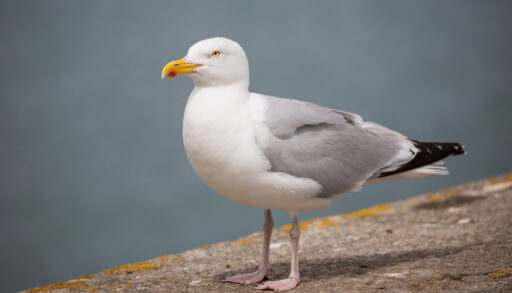 Herring gull with a yellow beak and white body.