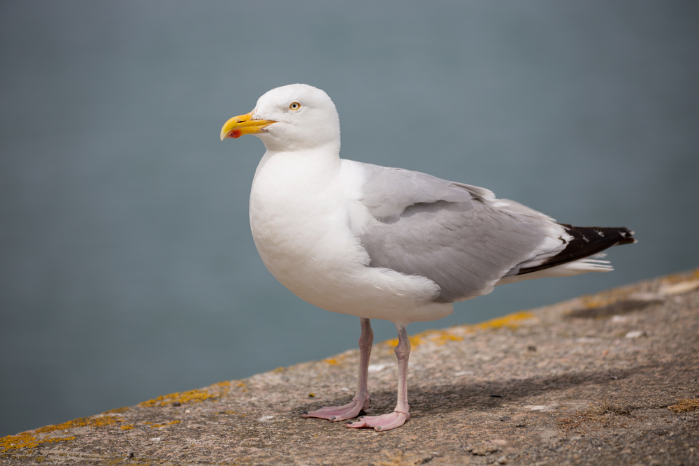 Herring gull with a yellow beak and white body.