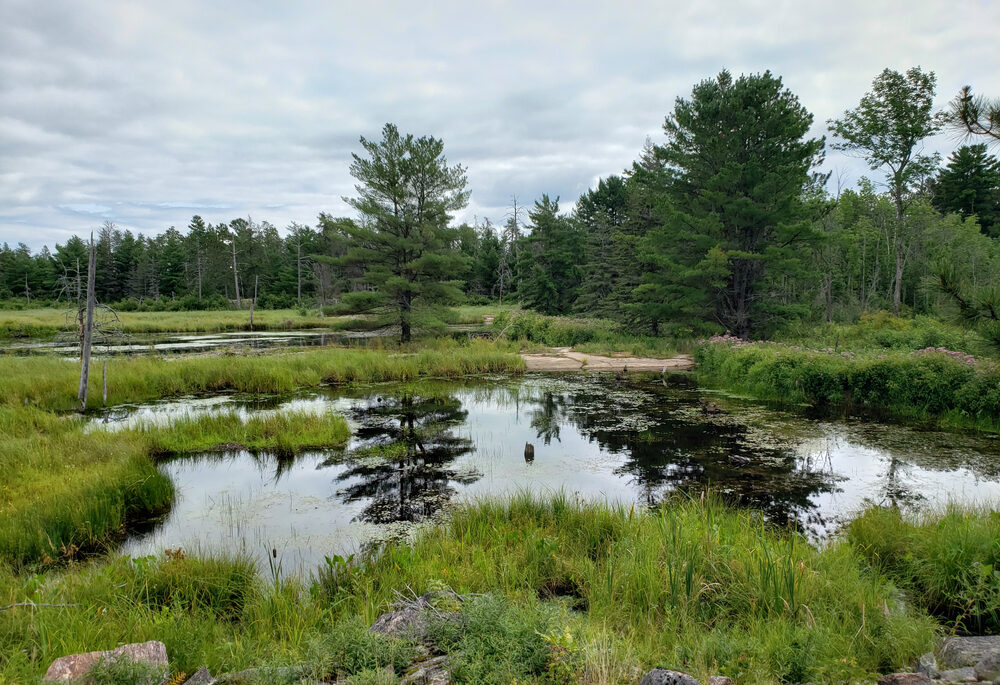 Swamp in Mashkinonje Provincial Park.