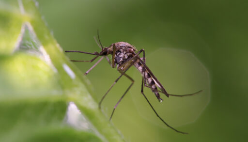 Close-up of a mosquito on a leaf.