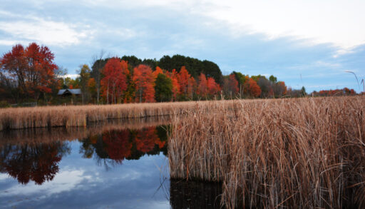 Mer Bleue bog during autumn on the Ottawa Greenbelt.