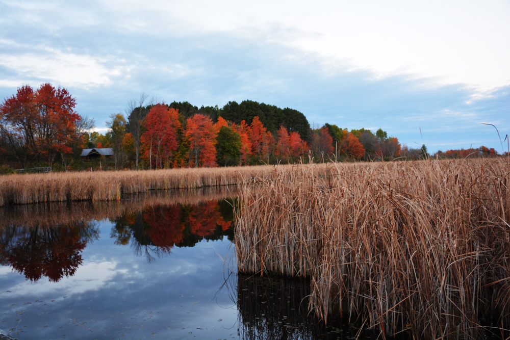 Mer Bleue bog during autumn on the Ottawa Greenbelt.