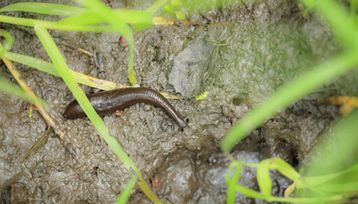 Leech in the mud with some leaves above it.