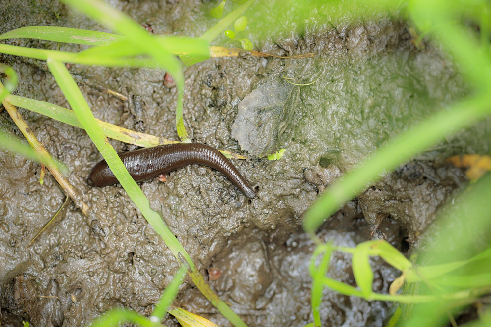 Leech in the mud with some leaves above it.