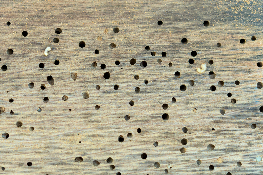 Holes on oak wood created by woodworms, with a few white worms on the wood.