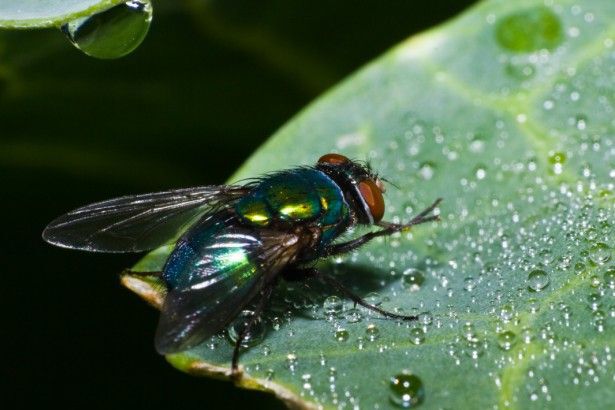 Where do all the bugs go when it rains?