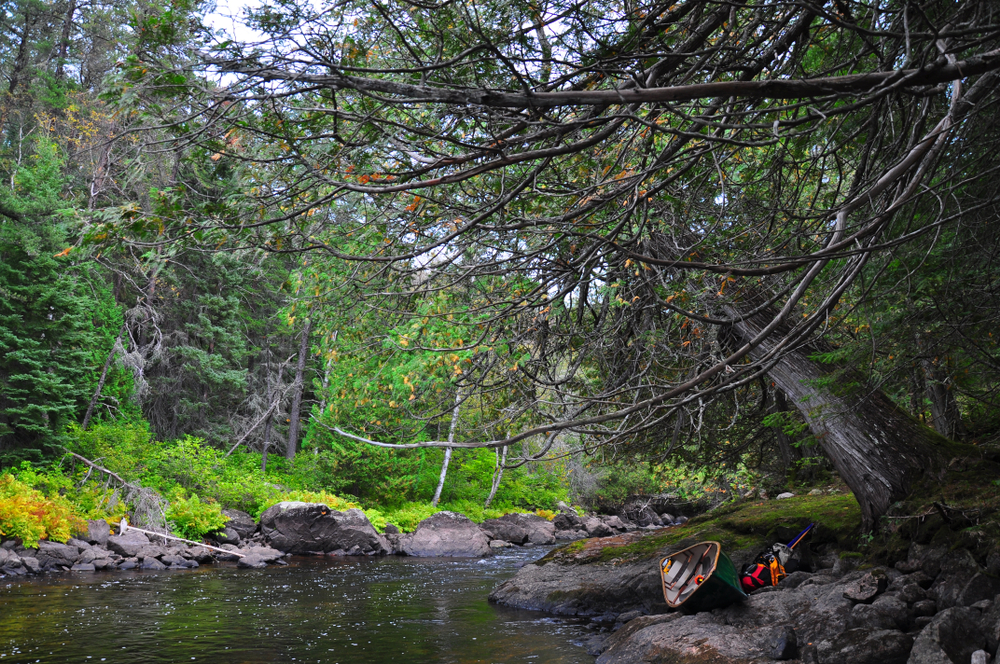 View of a large tree along the shore of the Missinaibi River, Ontario.