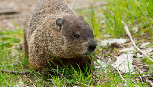 Groundhog walking next to a puddle.