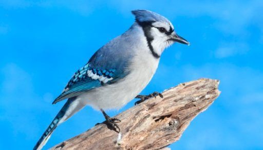 blue jay