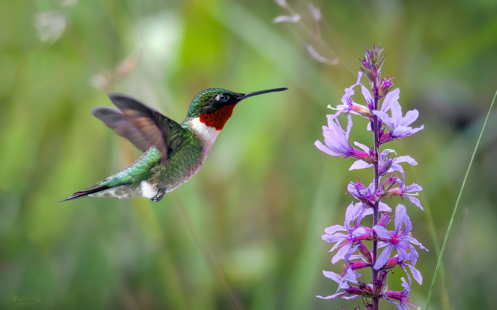 Ruby-throated hummingbird flying near a purple plant.