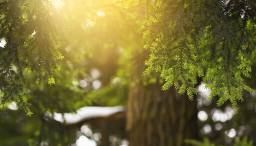 Close-up of hemlock tree branches backlit by the sun.