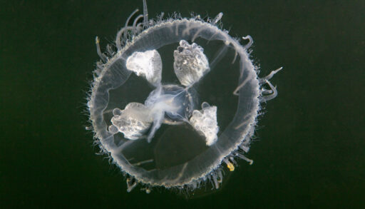 Translucent freshwater jellyfish.