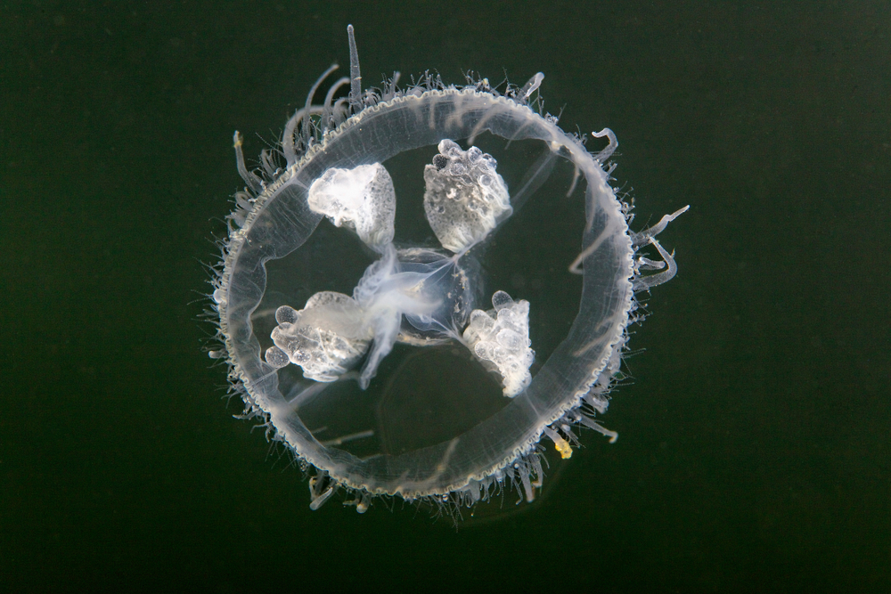 Translucent freshwater jellyfish.