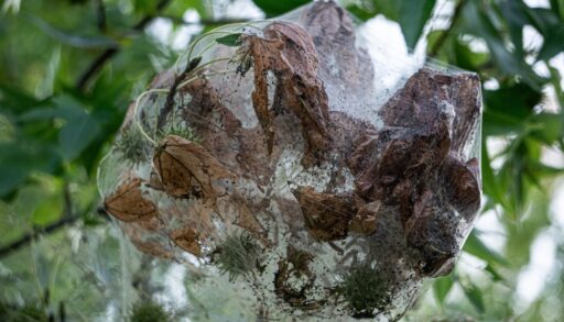 Webworm webbing around brown leaves on a tree.