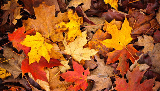 Pile of autumn leaves that are a mix of red, orange, yellow and brown.