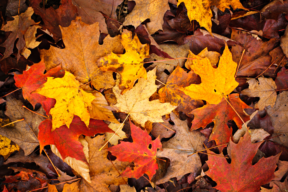 Pile of autumn leaves that are a mix of red, orange, yellow and brown.