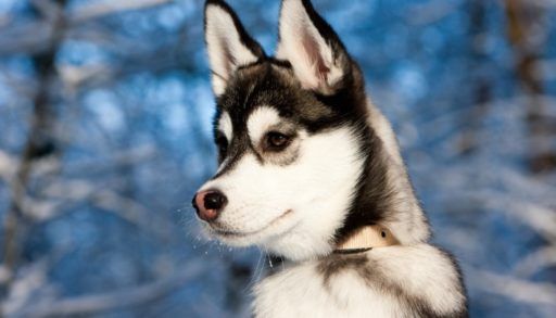 dogsled