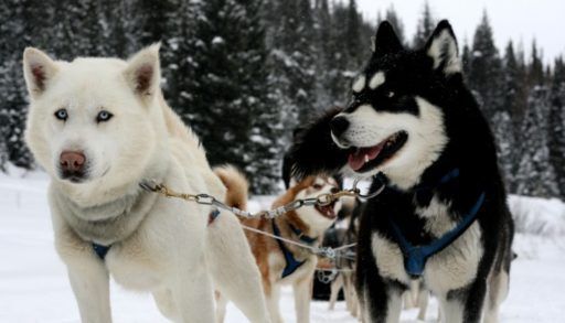Dog sleds