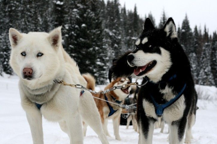 Dog sleds