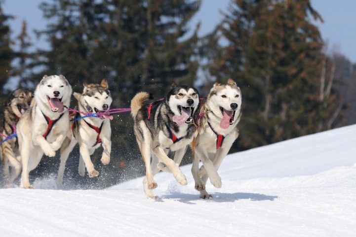 dogsled