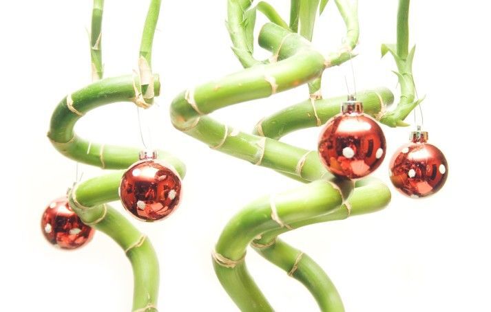 christmas bamboo