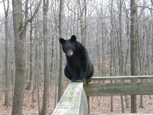 Black bear sitting on a deck railing.