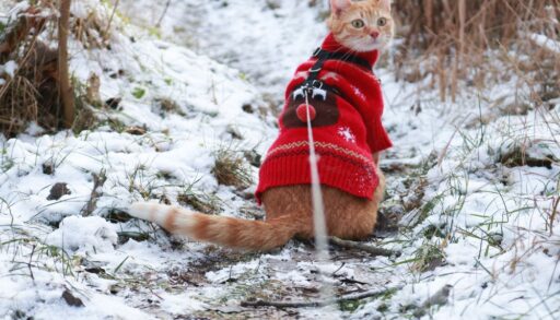 Tabby cat on a leash wearing a Christmas sweater.