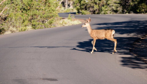 A deer crossing a road in the middle of a forest.