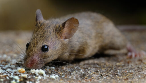 Brown house mouse sniffing for food.