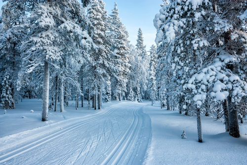 Ski tracks in a winter forest.