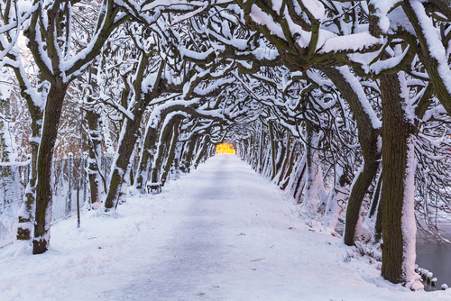 Snow-covered trees forming a tunnel over a winter pathway.