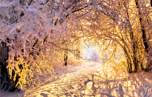 Sunset shining through snow-covered trees.