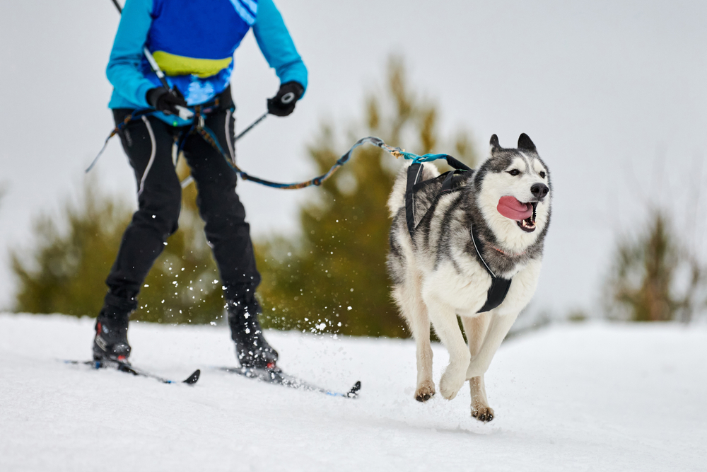 Person cross-country skiing with a husky.