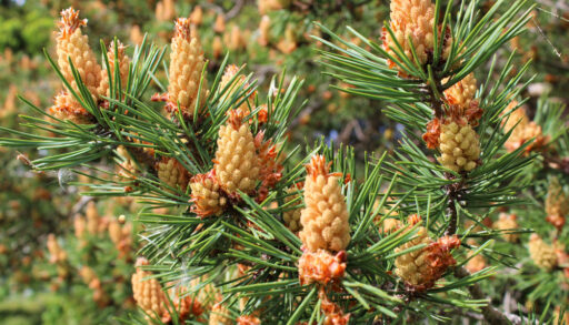 Close-up of a red pine tree branch with pinecones.