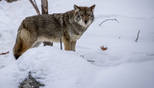Grey wolf standing in a snowy forest.