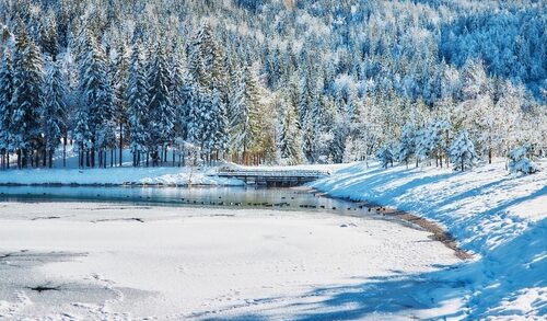 Snow-covered trees next to a frozen lake on a sunny day.