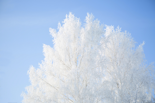 White tree branches against a blue sky.