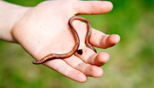 Earthworm